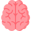 brain